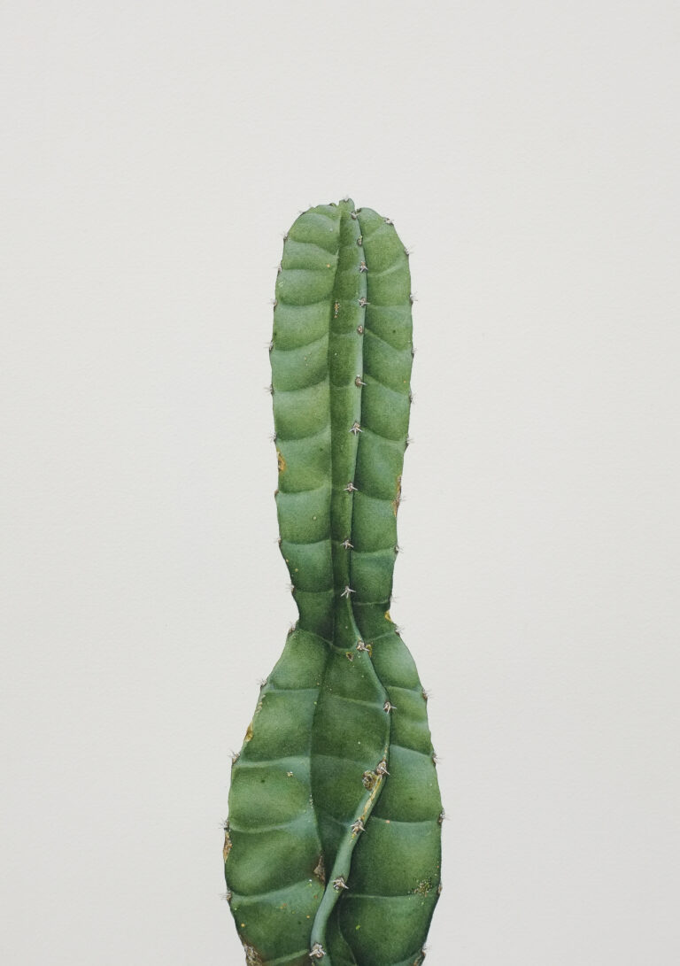 Cacto II